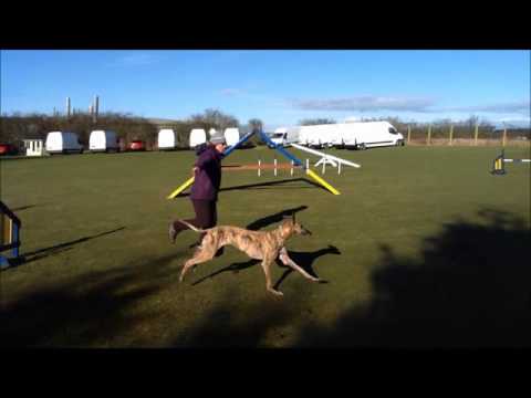 Galgos doing agility to make you grin!
