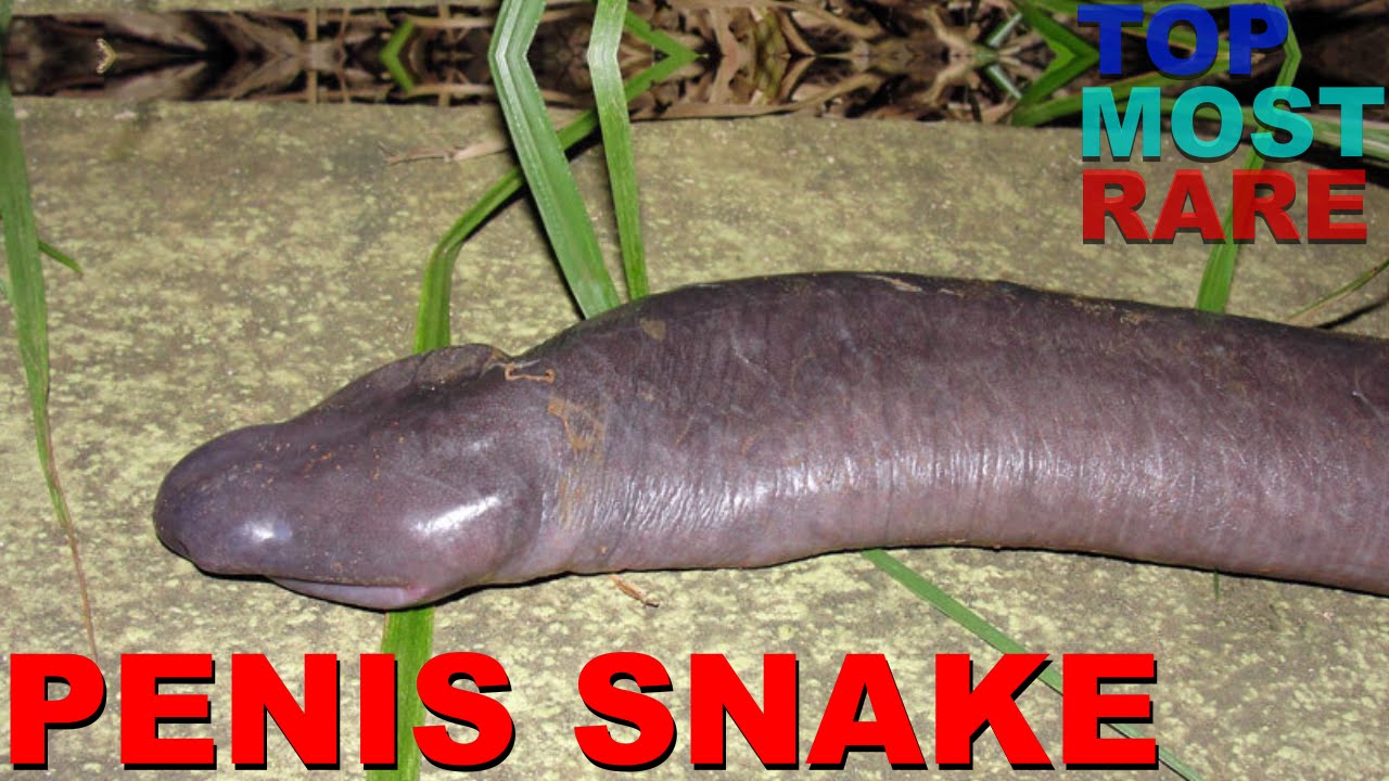 10 Weirdest Animals and Creatures In The World