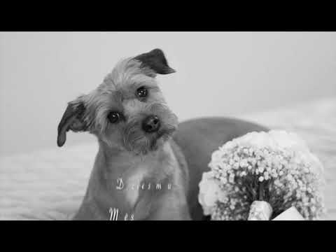 Nikolajs Puzikovs - Mans stāsts (OFFICIAL LYRIC VIDEO)