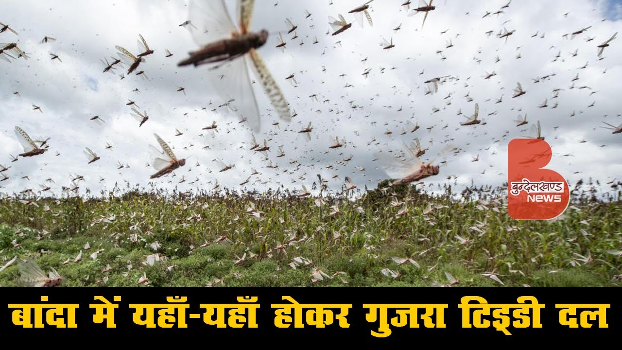 बांदा में यहाँ-यहाँ होकर गुजरा टिड्डी दल