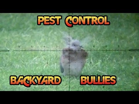 Pest Control - Backyard Bullies South African Style