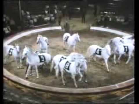 Bemerkungen über das Pferd im Zirkus