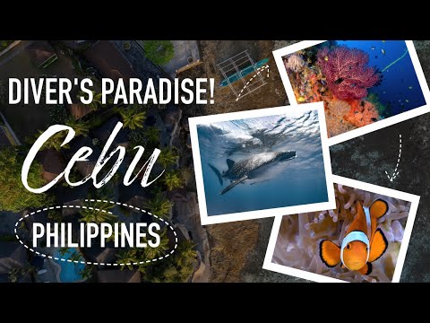Epic scuba diving in Cebu, PHILIPPINES - 4k underwater video