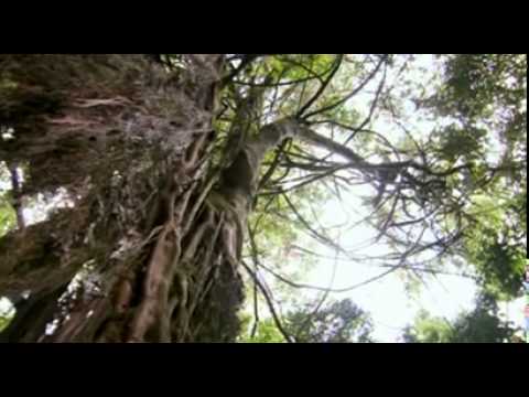 Charles Darwin and the Tree of Life