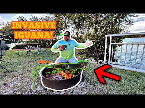 Using A SLINGSHOT For HIGHLY INVASIVE Iguanas *Catch, Clean, and Cook*