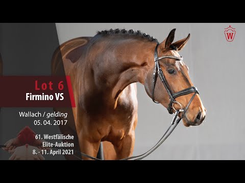61. Westfälische Elite-Auktion Lot 6 Firmino VS Wallach v. Fürstenball -  Belissimo M
