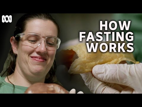 How intermittent fasting uses the body's energy stores | Catalyst