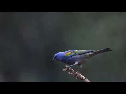 Golden-chevroned Tanager (Thraupis ornata), Macuquinho Lodge, Salesopolis, Sao Paulo, Brazil