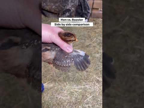 Hen vs. rooster, side by side comparison. #chicks #babychickens #gender #poultry #farming #hens