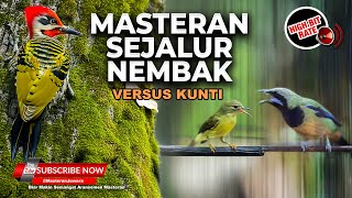 Download lagu Masteran Burung Kolibri Manggar Gacor Satu Jalur vs Cucak Cungkok Gacor Isian Kunti Full Tembakan mp3 Download lagu Masteran Burung Kolibri Manggar Gacor Satu Jalur vs Cucak Cungkok Gacor Isian Kunti Full Tembakan mp3