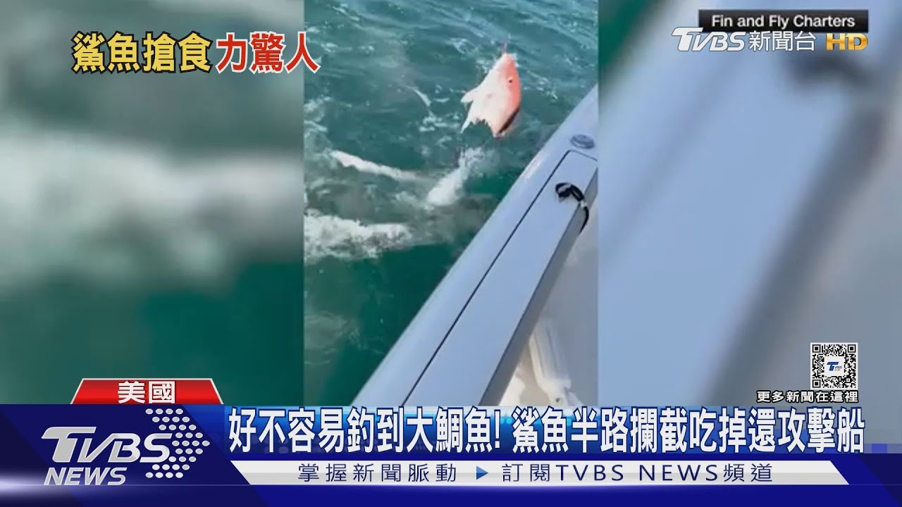 好不容易釣到大鯛魚! 鯊魚半路攔截吃掉還攻擊船