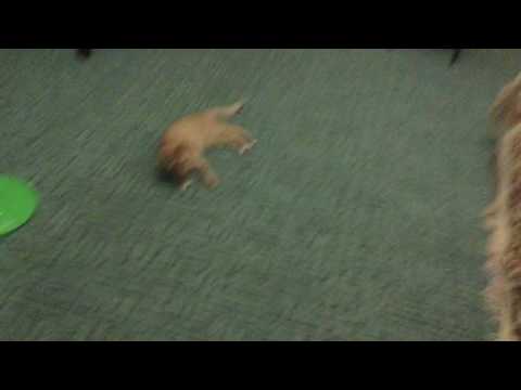 Happy birthday / Sima Remix