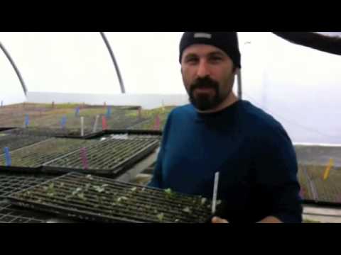 sea kale germination