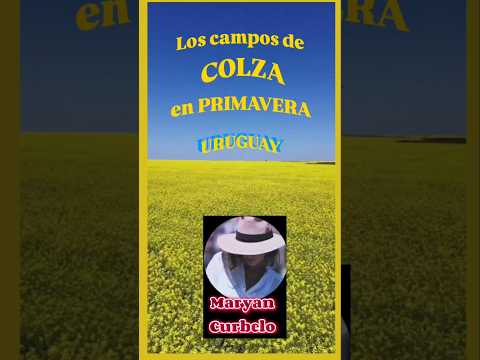 Uruguay se pinta de amarillo intenso  por las flores de  colza .