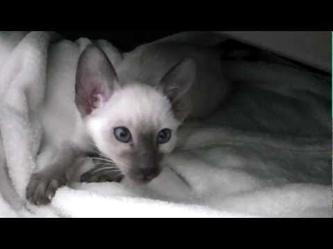 Darcy the Siamese Kitten 8 Weeks Old