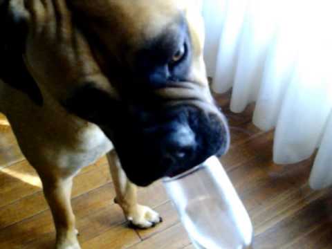 Raïssa La Bullmastiff  Copitas Más, Copitas Menos