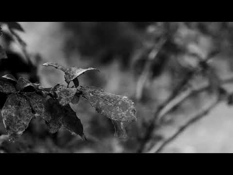 IN THE SHADOWS WE THRIVE