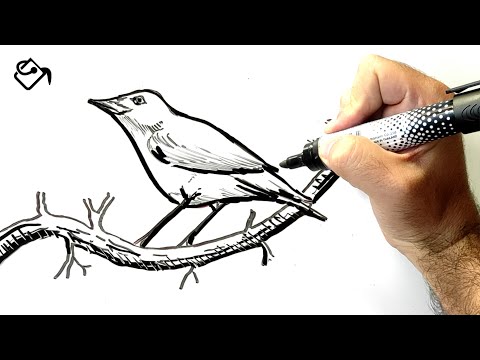 Comment dessiner un OISEAU sur une BRANCHE dessin FACILE