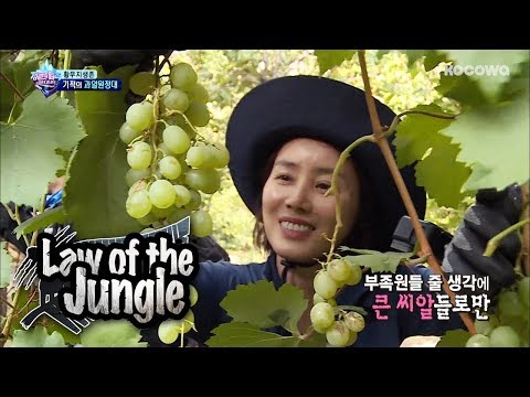 They Finally Get to Have Grapes in Chile!! [Law of the Jungle Ep 309]