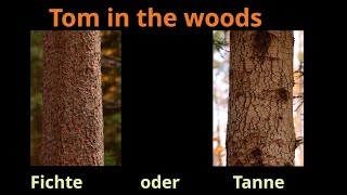 Unterscheidung Fichte und Tanne - Re-Upload (4K)