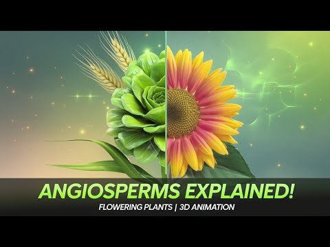 Plant Kingdom: Exploring Angiosperms | Characteristics, Life Cycle, & Types | 3D Biology Animation
