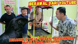 Download lagu Dari Penonton Jadi Pasien: Burung Murai Ini Jalani Operasi Katarak Bersama drh. Radhiyan mp3