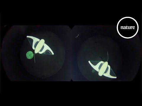 Deep-sea soft robots