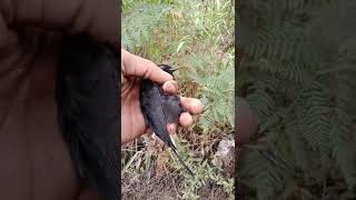 Download lagu Burung Decu/jidengan/kacer mini,pasang pulut jebak decu2022!!! mp3