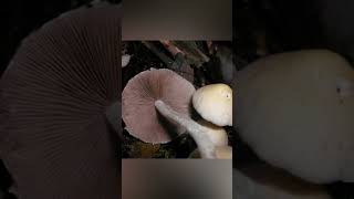 Download lagu Psathyrella candolleana mp3 Download lagu Psathyrella candolleana mp3