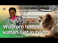 Waarom hoeven katten nooit in bad? | Waarom? Daarom!