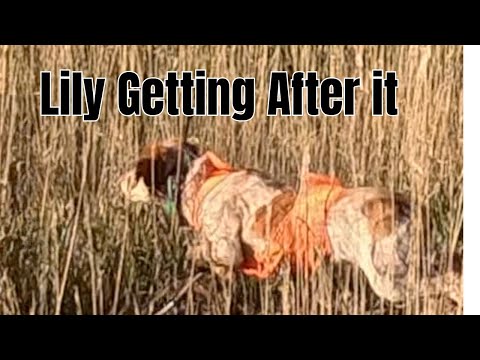 Bird Hunting | Simple Hunts E78 | #birdhunting #birddog #hunting