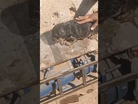 Rescued New Born Puppy From Drainage Hole||Manprasann charity Group||Bhiwandi.