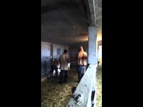Meat Inspection Act 1