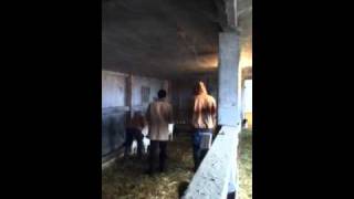 Meat inspection act 1