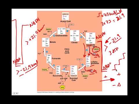 Citric Acid Cycle (Krebs Cycle), BIO105 Introductory Biology, David Champlin, USM