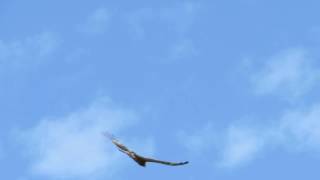 preview picture of video 'Square-tailed Kite'