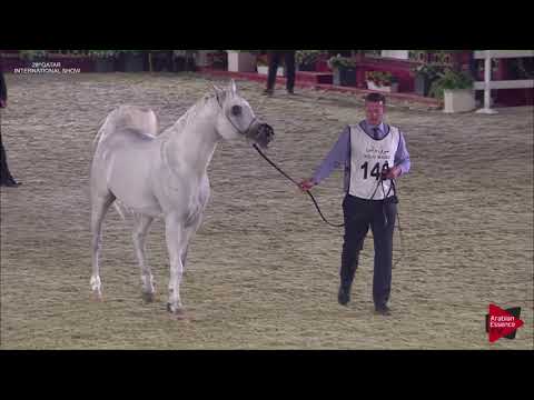 N.146 AL MILAN - 2019 Qatar Intl Title show - Stallions 7 to 10 Years Old (Class 11)