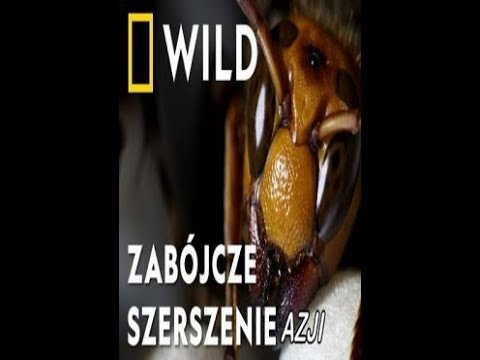 Zabójcze Szerszenie Azji