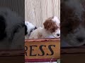 Miniature Poodle dogs for sale: Baby Miles🐾❤️AKC❤️Call 717-847-3183 - Video 1