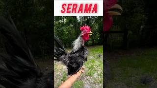 Download lagu Rooster Crowing 🐓🎉 Suara Ayam Berkokok #roostercrowing #shortsviral #shorts mp3 Download lagu Rooster Crowing 🐓🎉 Suara Ayam Berkokok #roostercrowing #shortsviral #shorts mp3