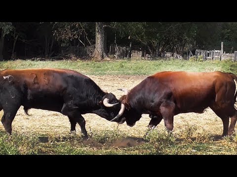 Toros Bravos en la Finca «La Cigoñera» Simon Caminero