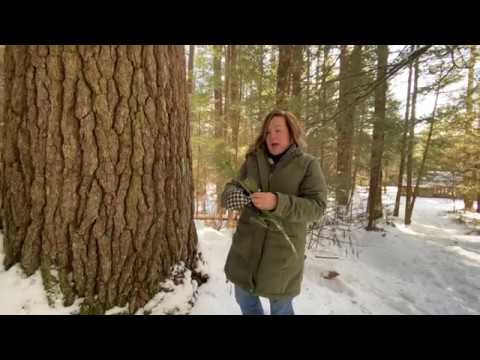 Forest Ecology and Dendrology Lesson
