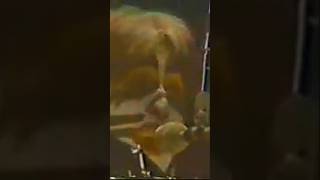 A Before and After of Tossin And Turnin by Sha Na Na and Peter Criss