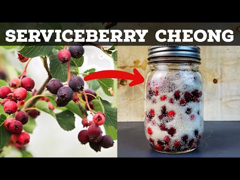 Wie man aus JEDER Beere einen fantastischen Sirup (Cheong) zubereitet