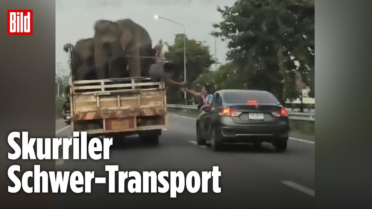Bangkok: Verrückte Elefanten-Fütterung mitten im Straßenverkehr