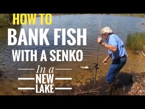 How to Bank fish with a Senko on a new lake