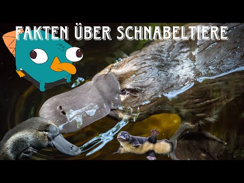 Fakten über Schnabeltiere | CamAndLe
