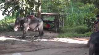 preview picture of video 'Sai Yok Elephant Village, Kanchanaburi, Thailand'