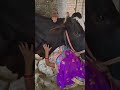 Cow Baffalo Animalfarming Animals Cattleworld Cattlefarming Cute Livestockfarming