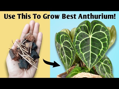 The BEST Potting Mix for Anthurium - Anthurium Plant Care Tips